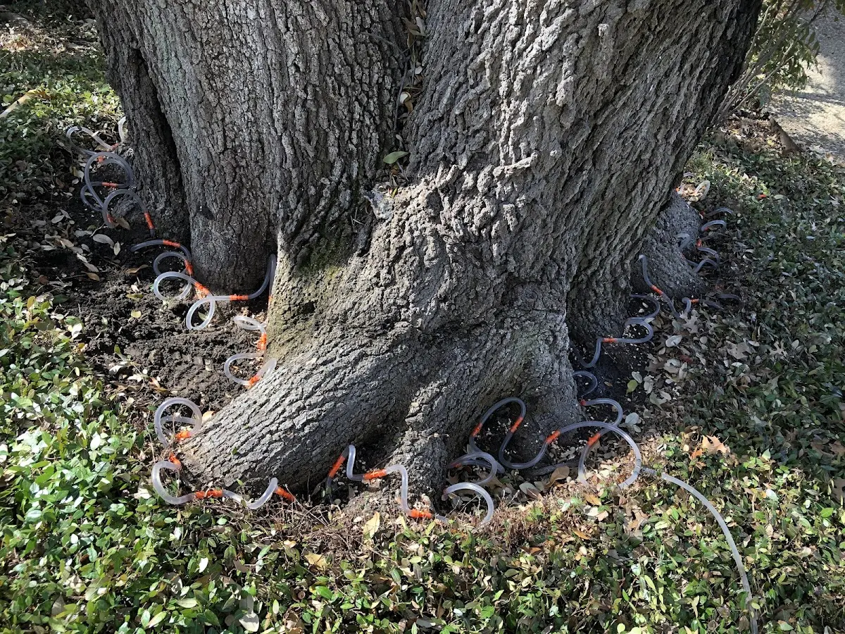 Detailed Tree Cabling and Bracing job site in Lascassas