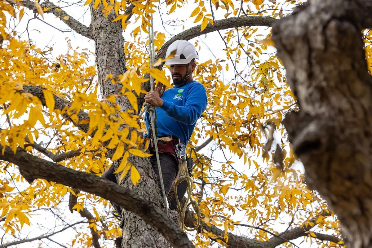 Skilled Tree Planing crew working in Lascassas