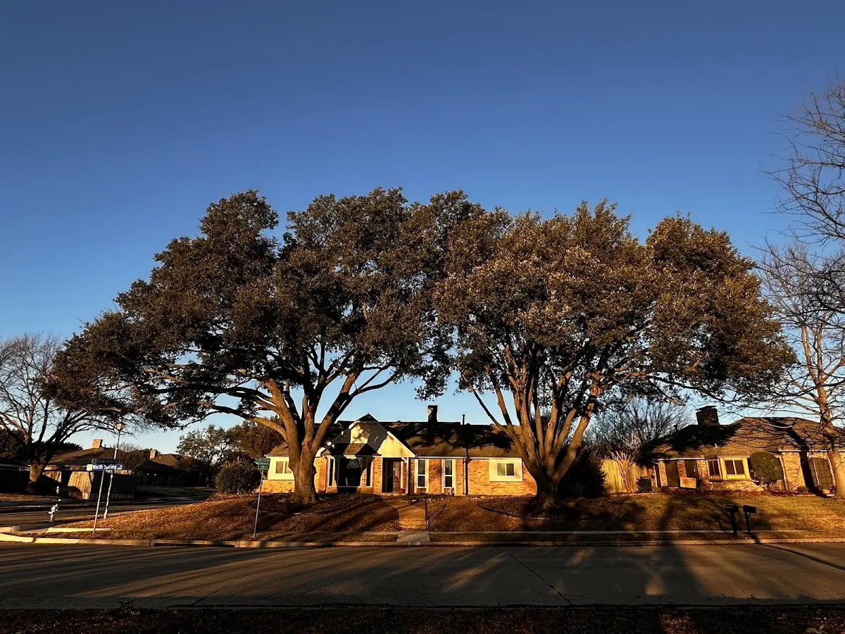 Established residential canopy tree shading a home in Lascassas